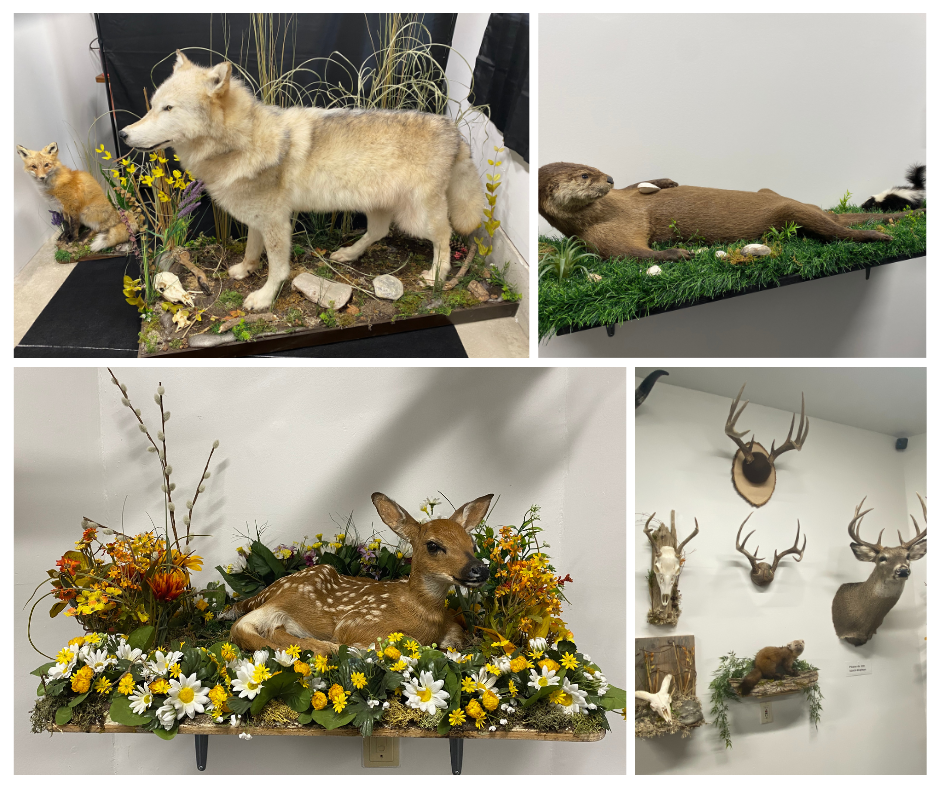 Taxidermy Examples
