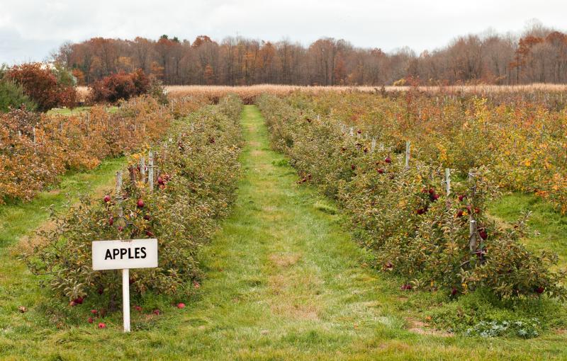 A row of apple trees 